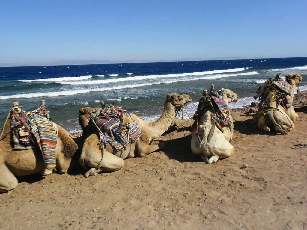 Dahab Day Trip: Blue Hole & Abu Galum Reserve with Camel Ride